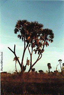 Arbre d'Afrique