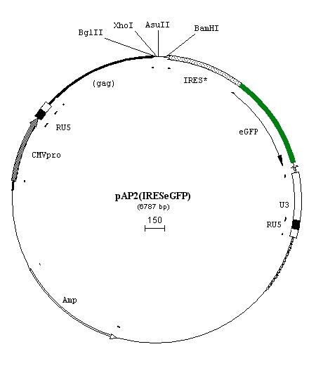 Vector Map