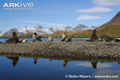 Fur seal